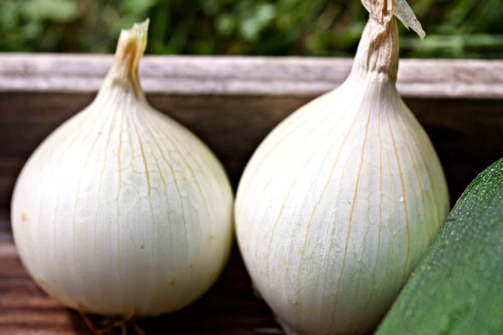 Garden onions