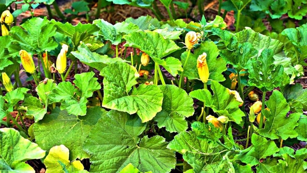 Squash patch in bloom