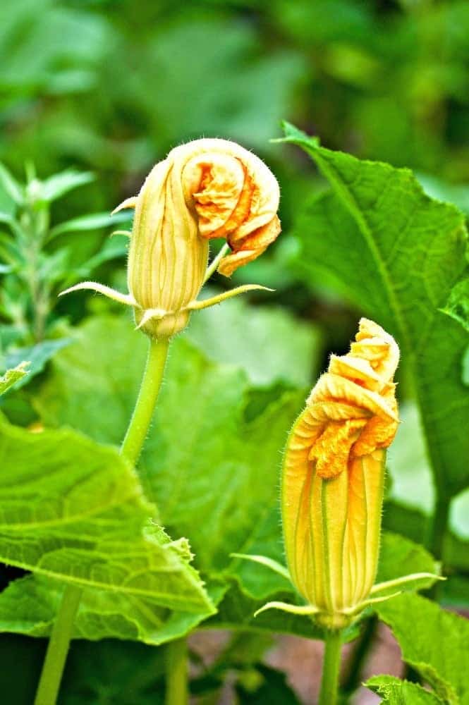 Squash blossoms