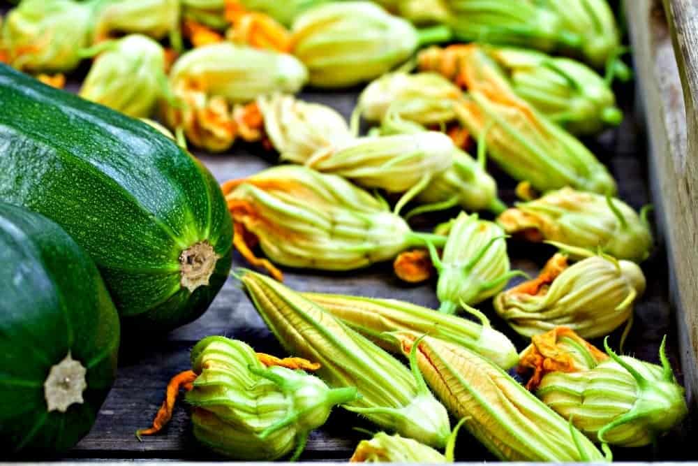squash blossoms