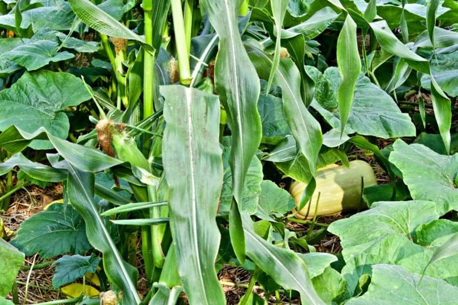 2017 Garden butternut