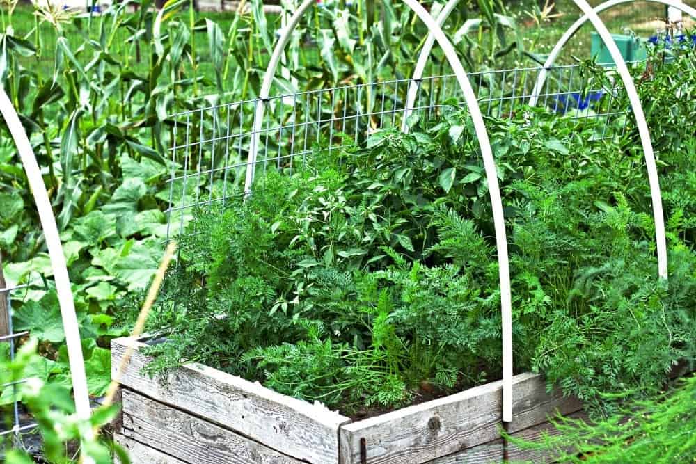 Carrots, Peppers, corn and butternut vines in our 2017 garden.