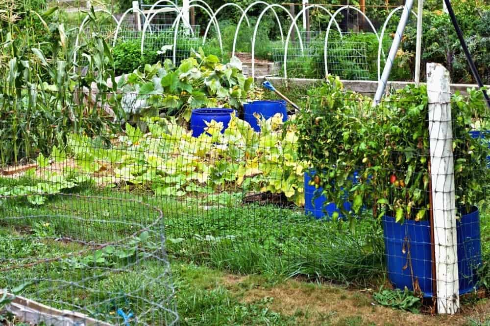Fall Garden 2017