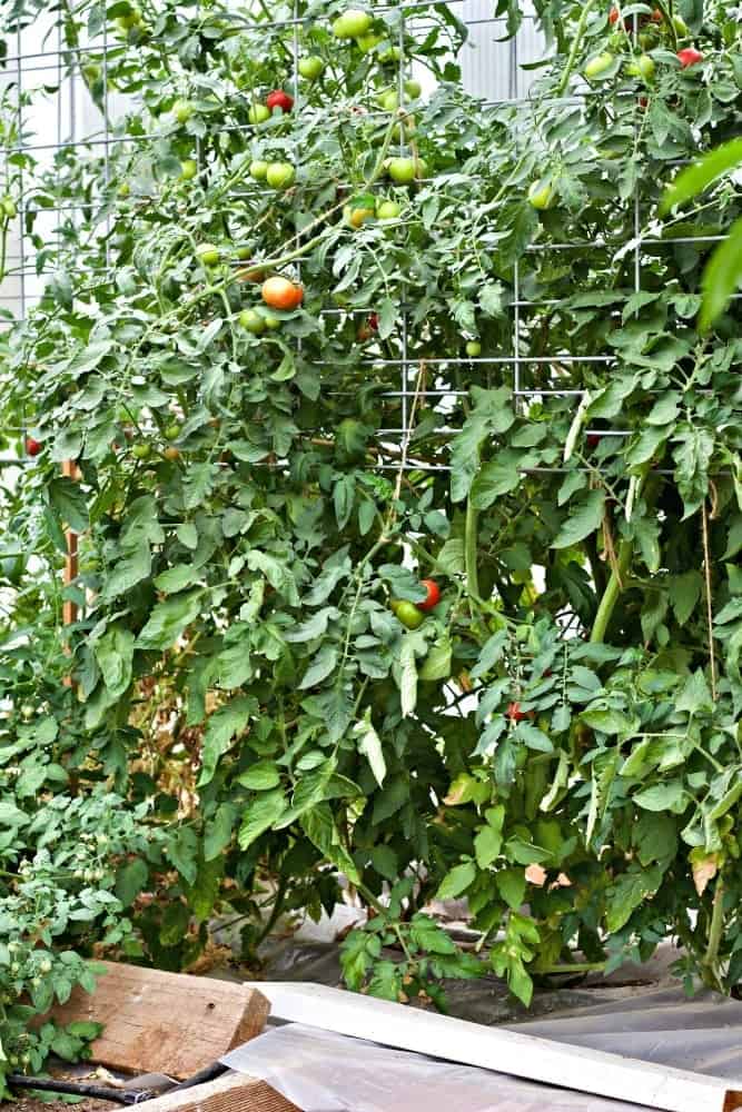 Taking Stock Of the Garden Our 2017 tomatoes with plastic mold barrier.