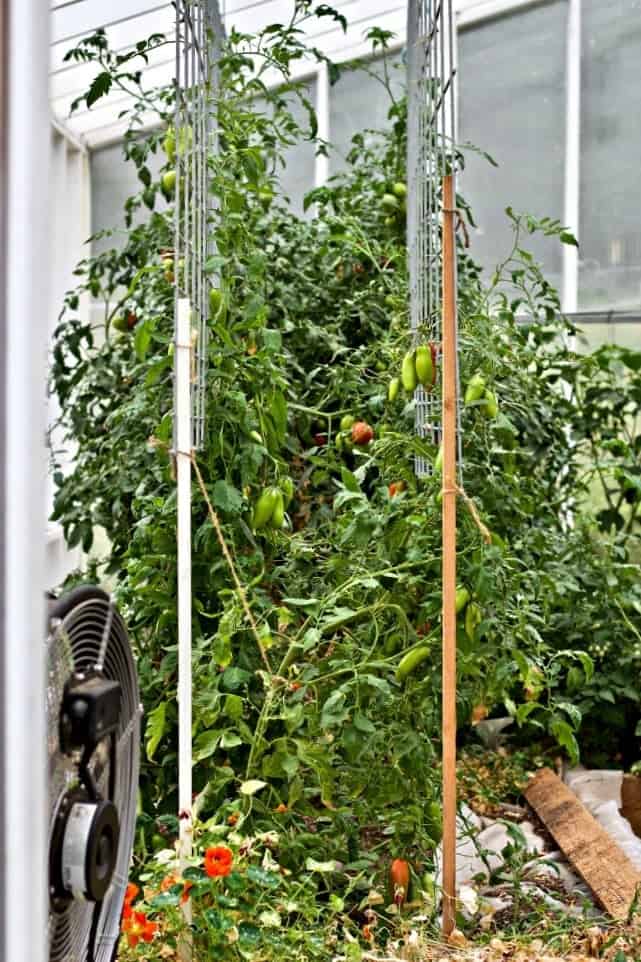 Taking Stock Of the Garden. I love saucing our Greenhouse Roma tomatoes