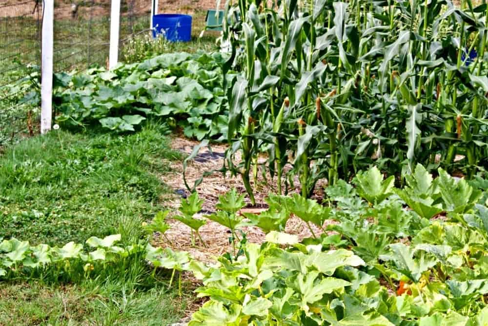 Homemade food Junkie garden 2017