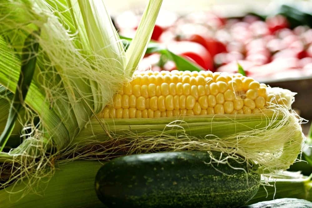 Taking Stock Of the Garden 2017 Garden Corn. Bodacious variety.