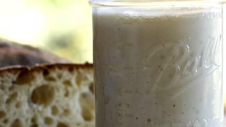 Sourdough starter with Wild Yeast