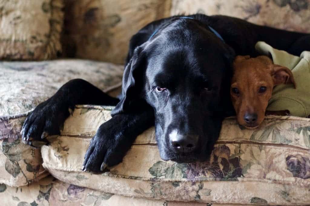 Sherman And Carson. Carson is a chiweenie with Parvo. He is in canine Parvo recovery at home after his vet told us recovery was unlikely.
