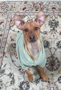 Carson our Chiweenie in his hoodie.