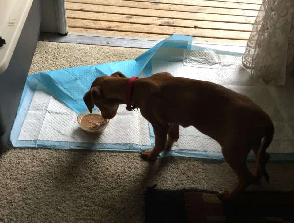 Chiweenie pup with Parvo.