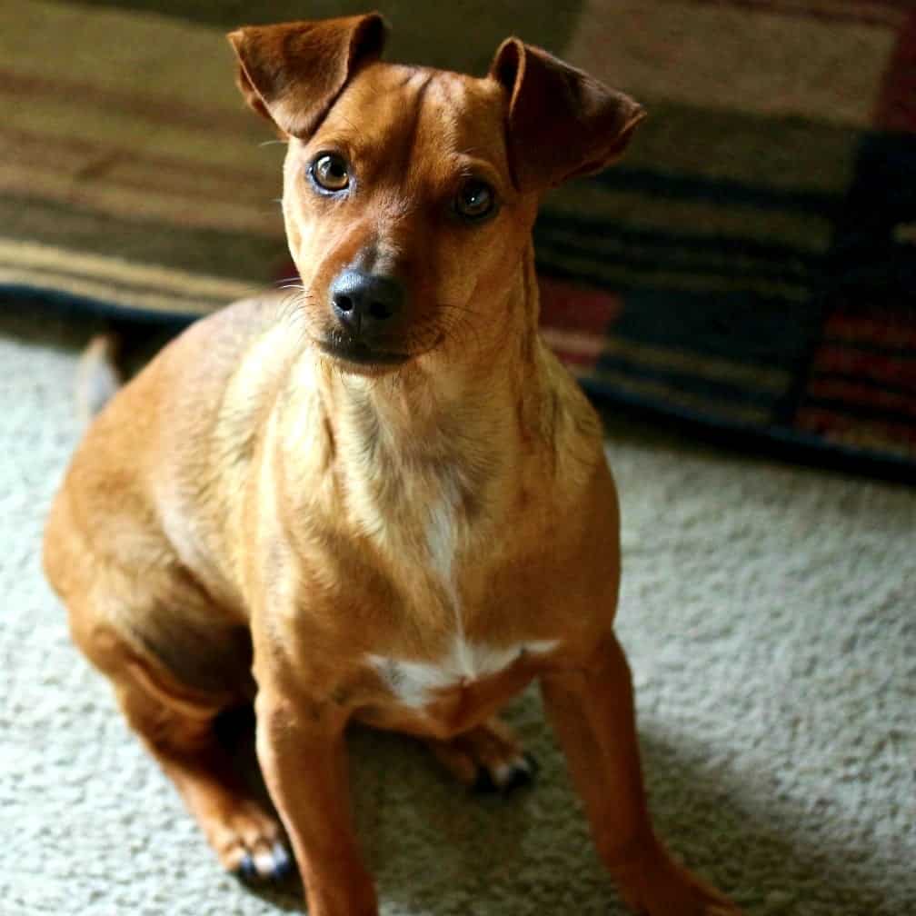 Carson our Canine parvo Survivor