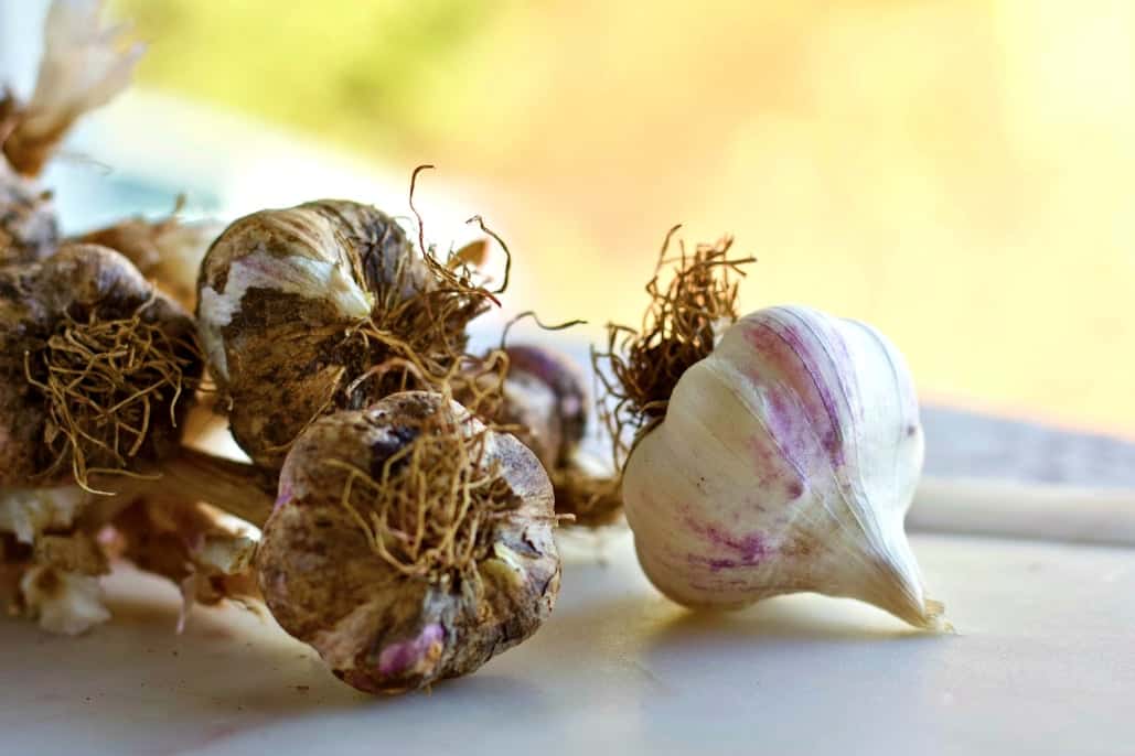 French Lavender Garlic bulbs