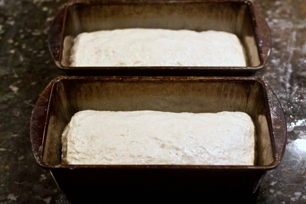 Soft Sourdough Sandwich Bread Recipe 17 sourdough rising in two bread pans
