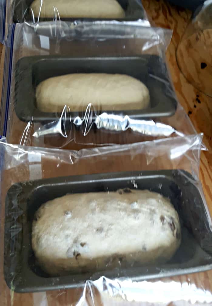 final Rise-sourdough cinnamon raisin bread