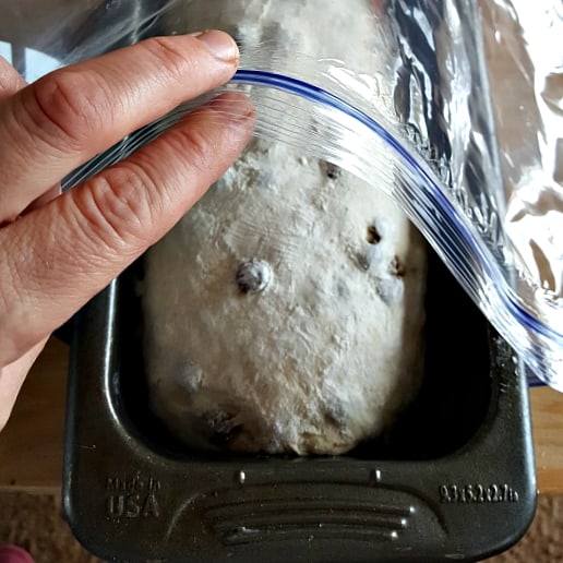 Insert the bread pan into a loose plastic bag. Sourdough cinnamon raisin bread