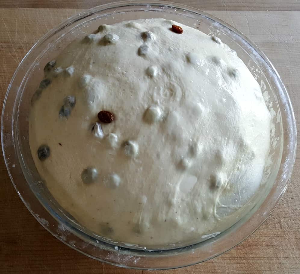 raisins are in the dough and the dough is risen.