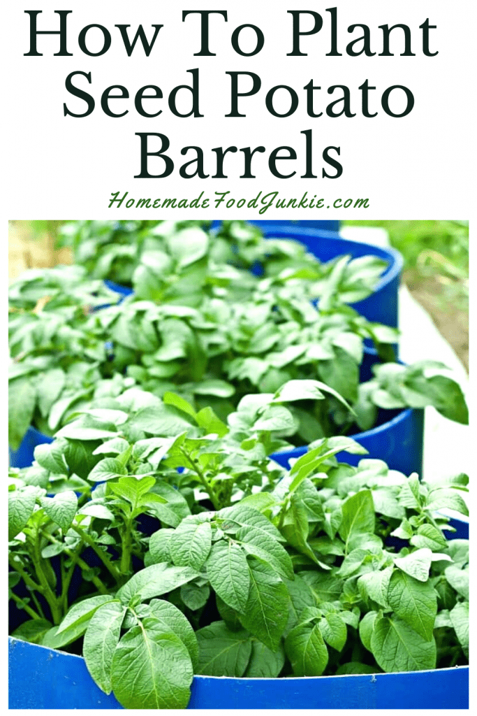 How to plant seed potato barrels-pin image