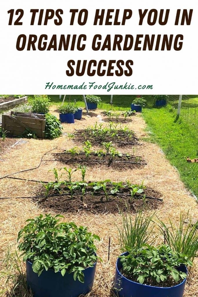 12 tips to help you in organic gardening success-pin image
