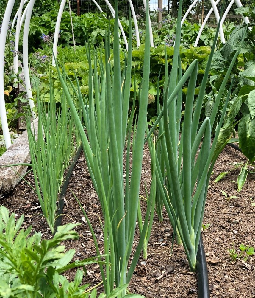 bunching onions in garden