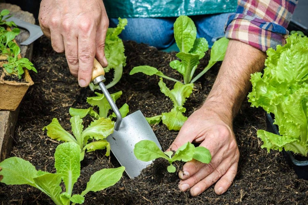 planting lettuce