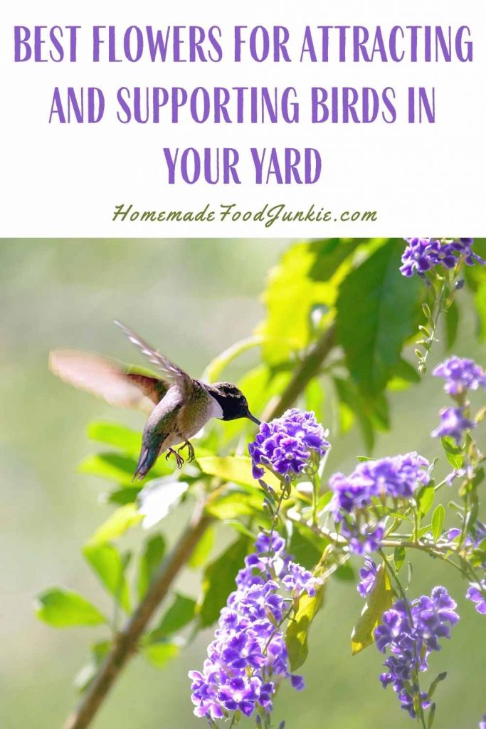 Best flowers for attracting and supporting birds in your yard-pin image