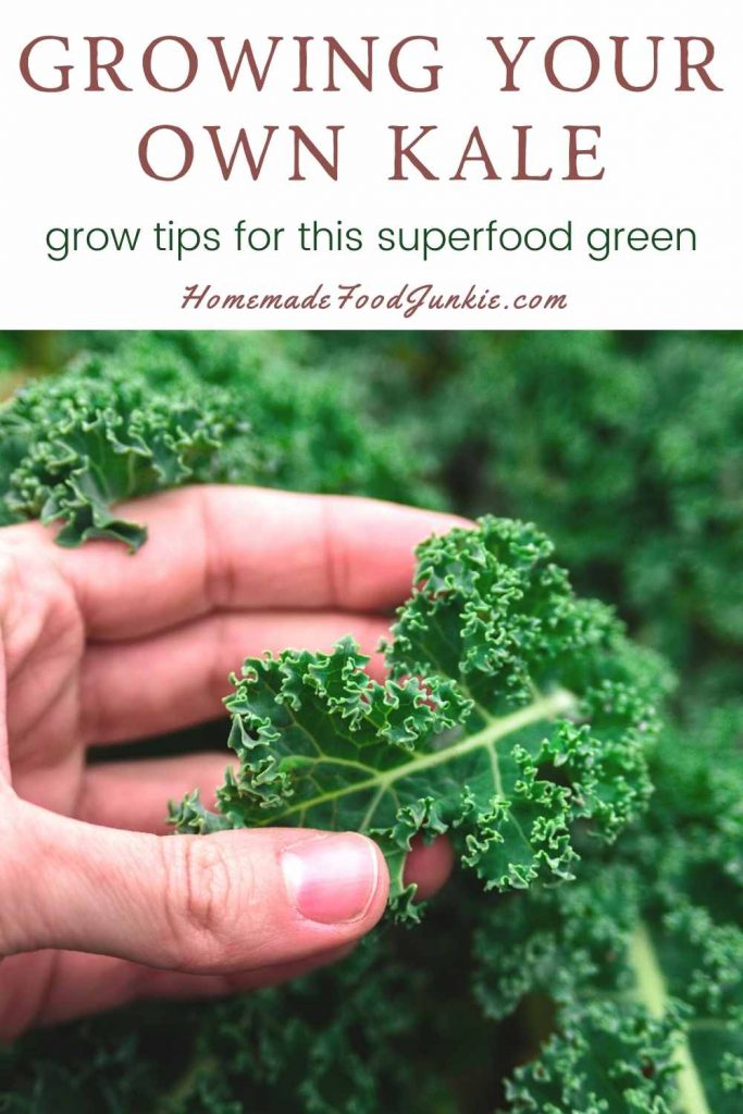 Plant Kale in Your Garden 7 Growing your own kale-pin image