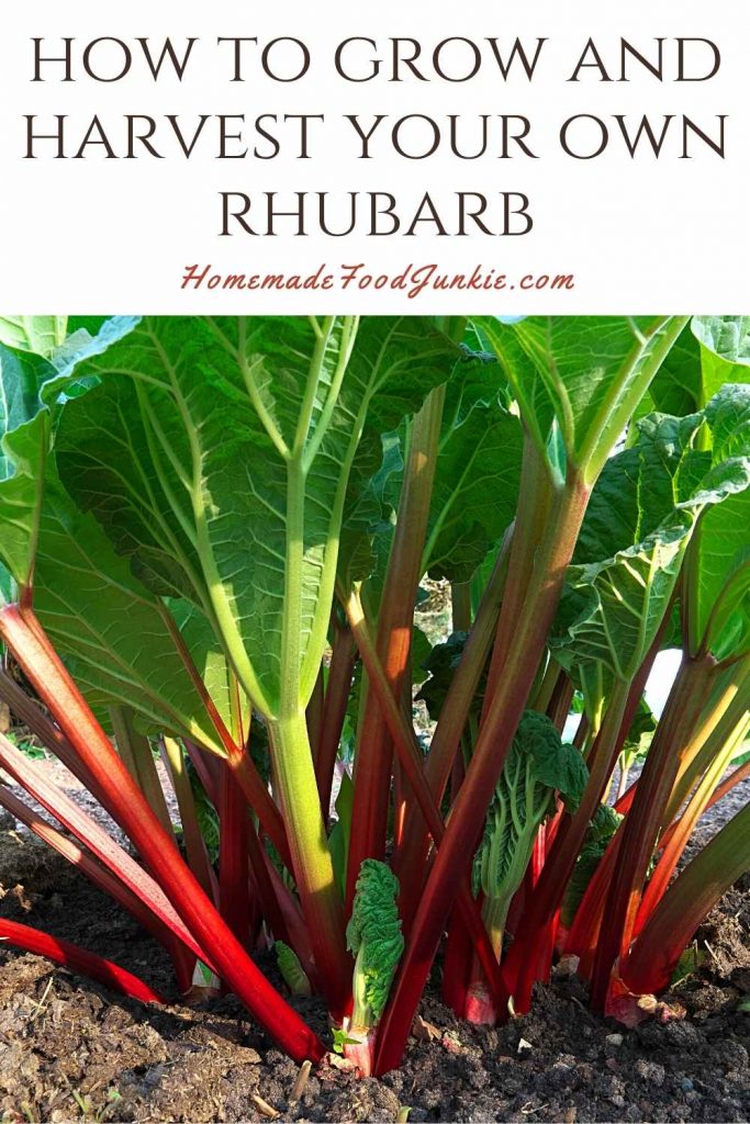 How to grow and harvest your own rhubarb-pin image