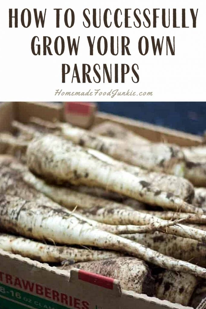 How to successfully grow your own parsnips-pin image
