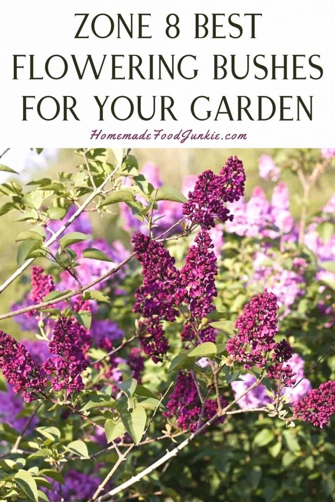 Zone 8 best flowering bushes for your garden-pin image