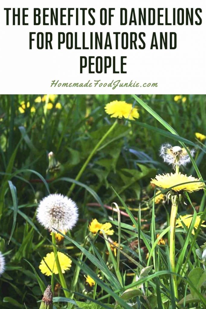 The benefits of dandelions for pollinators and people-pin image
