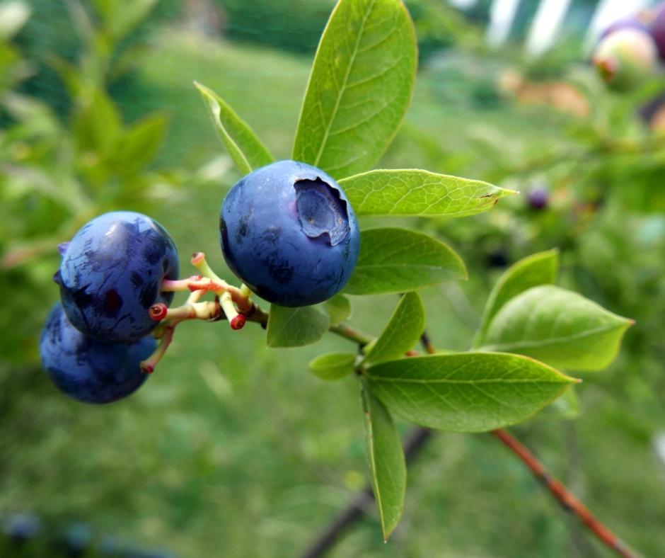 blueberries on a bush
