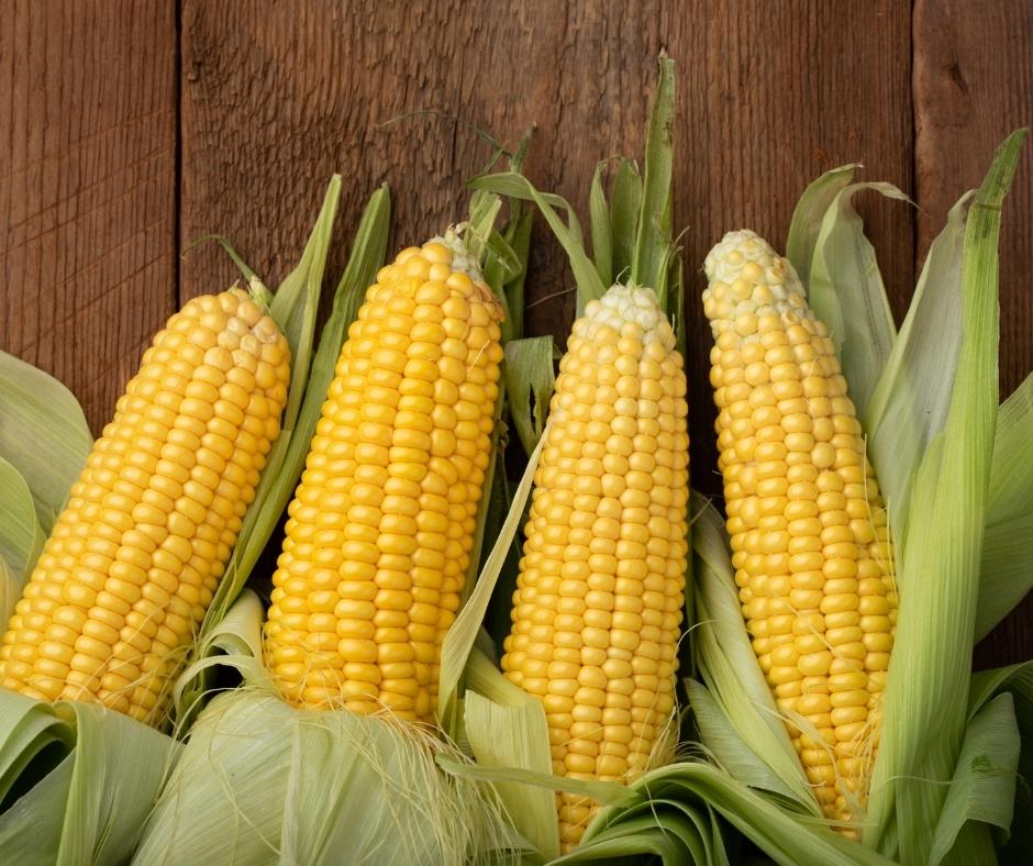 corn on the cob