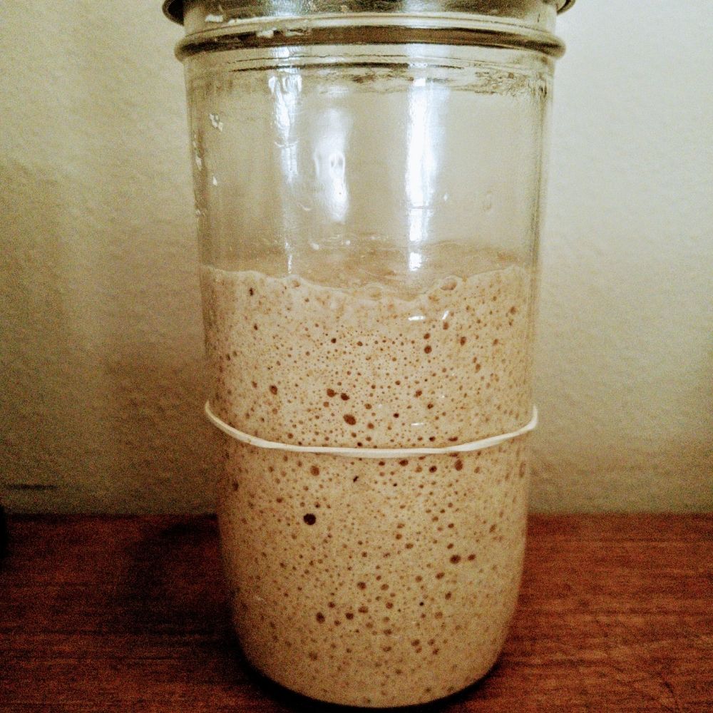 starter revived and ready to bake