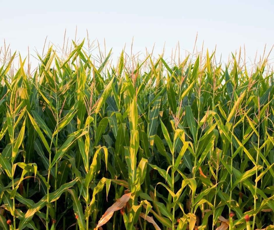field of corn