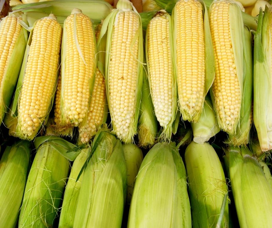 corn to freeze