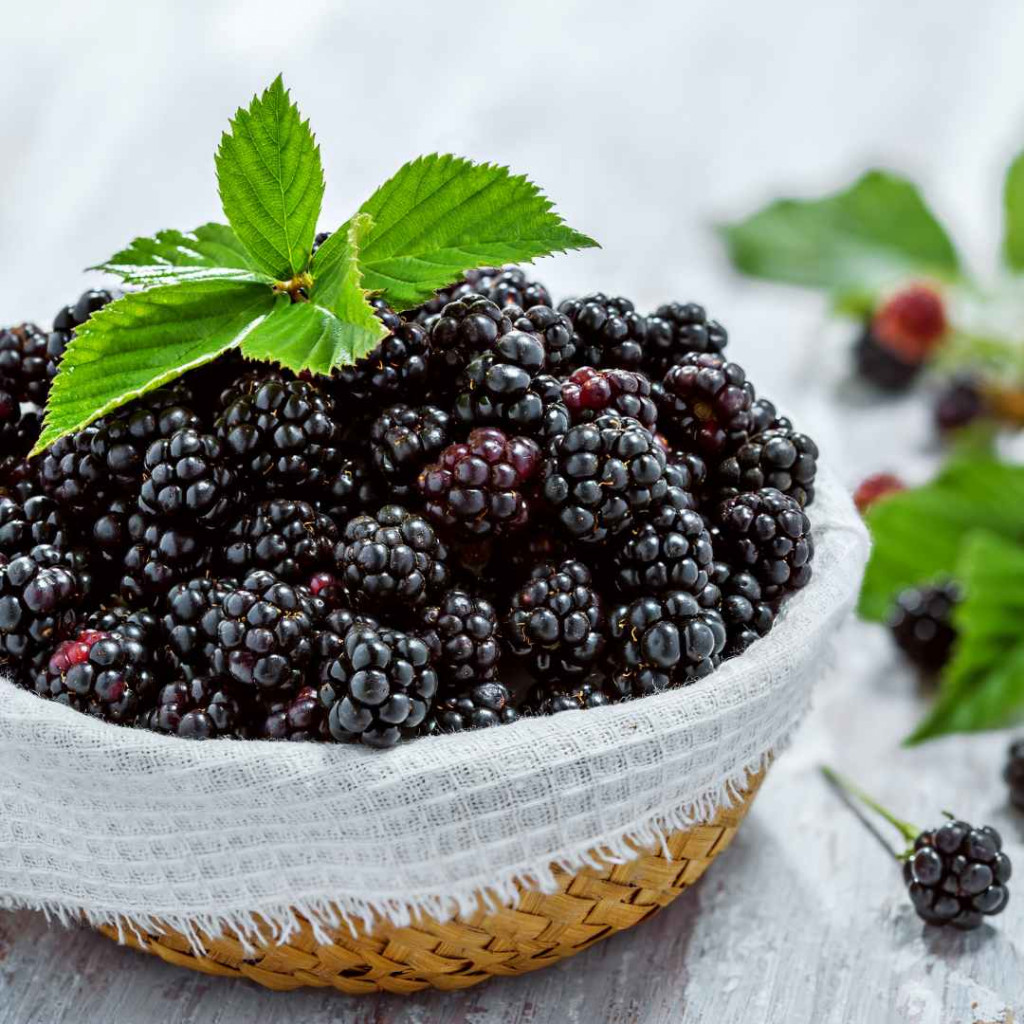 blackberry