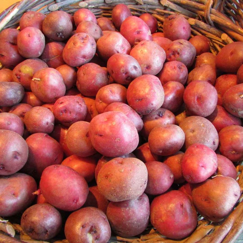 red potatoes