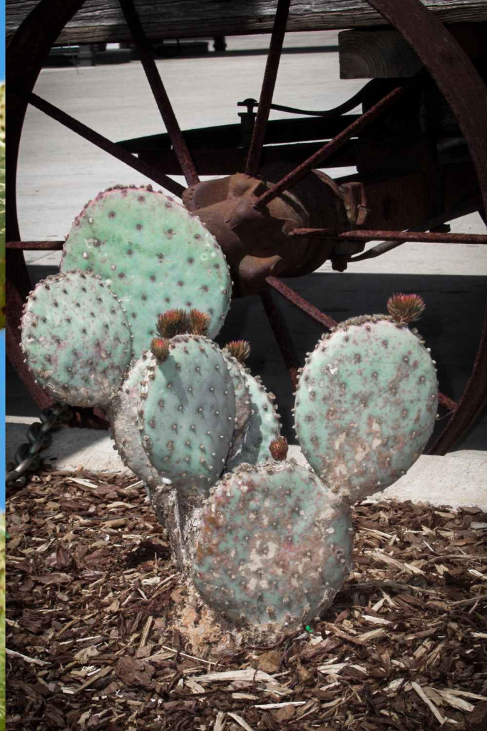 prickly pear cactus