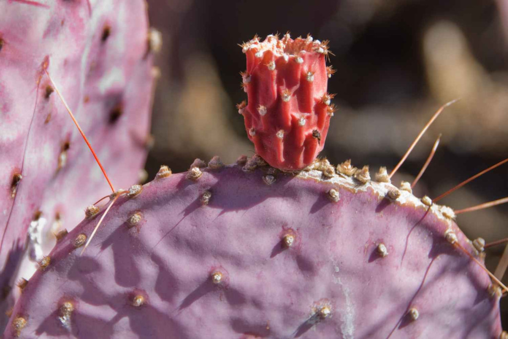 Easy Prickly Pear Syrup Recipe 3 pink prickly pear cactus