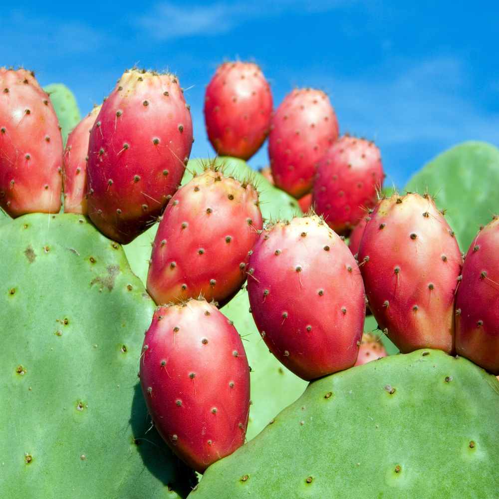 Easy Prickly Pear Syrup Recipe 4 prickly pear cactus fruits