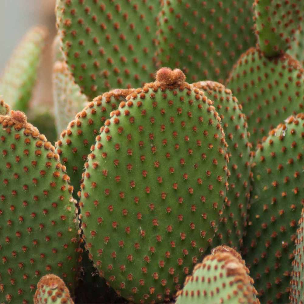 Easy Prickly Pear Syrup Recipe 2 spineless prickly pear cactus