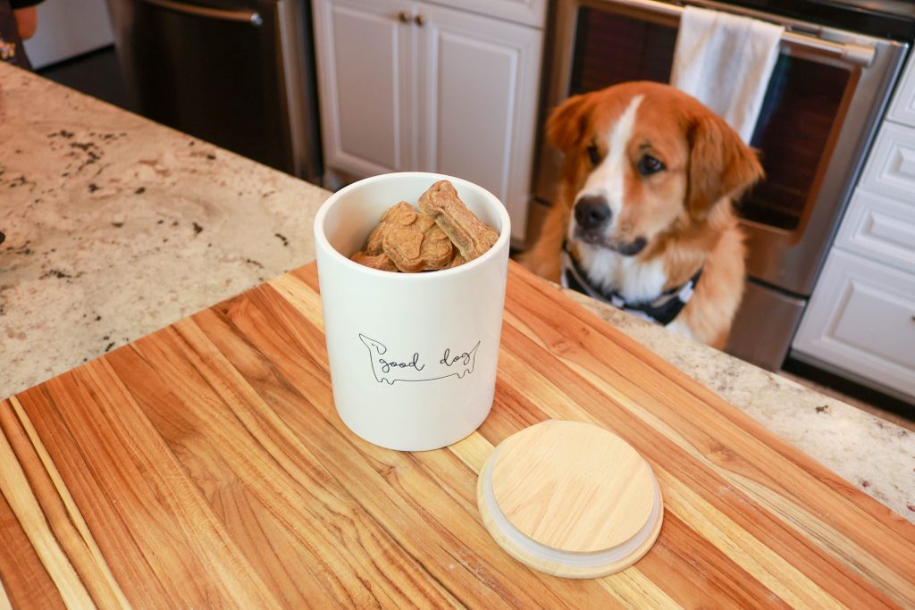 How to make Healthy Dog Treats with Just 4 Ingredients 1 Homemade Dog Treats with st bernese dog looking at dog treat jar