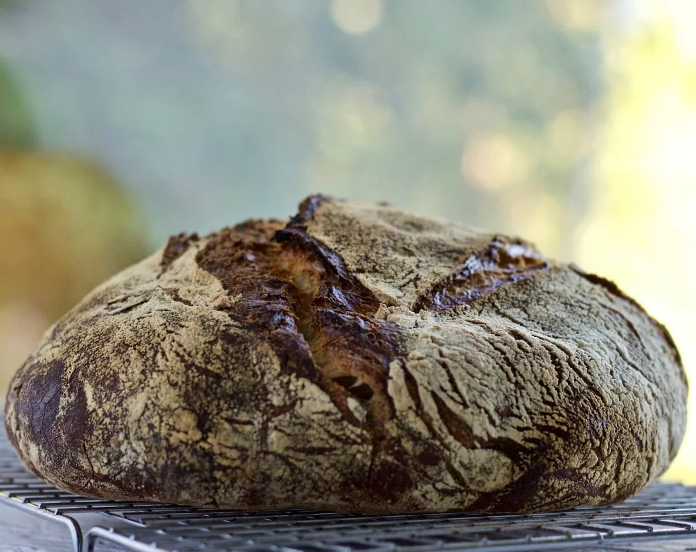 sourdough loaf showing hard thick crust and low rise