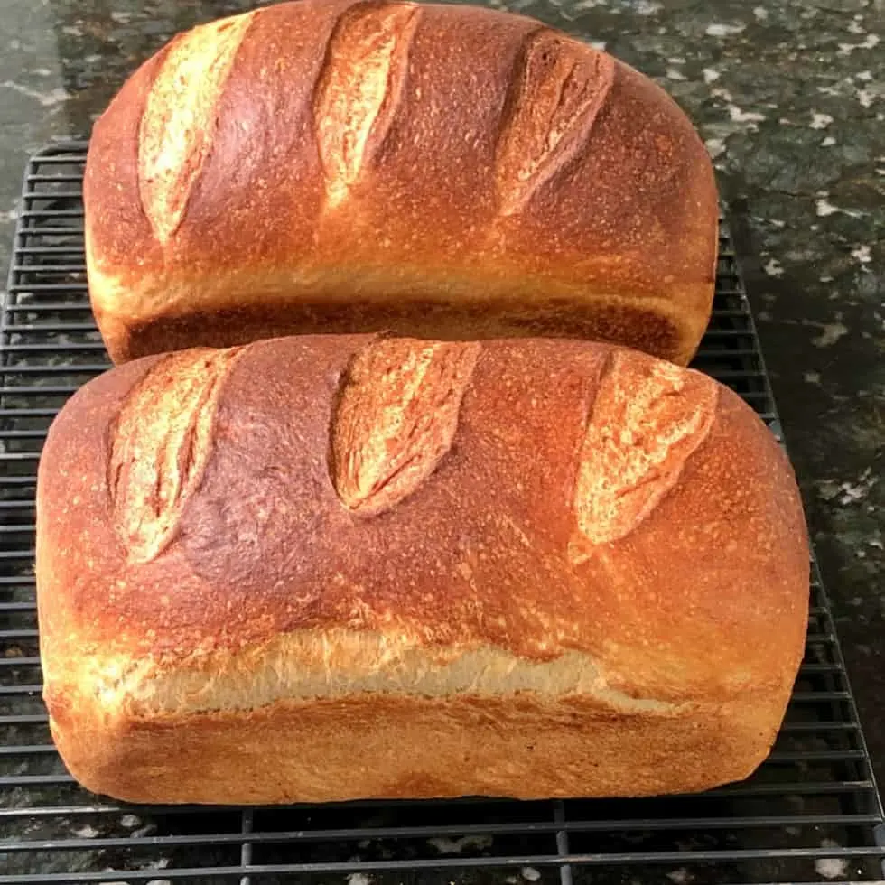 sourdough soft loaves.jpg