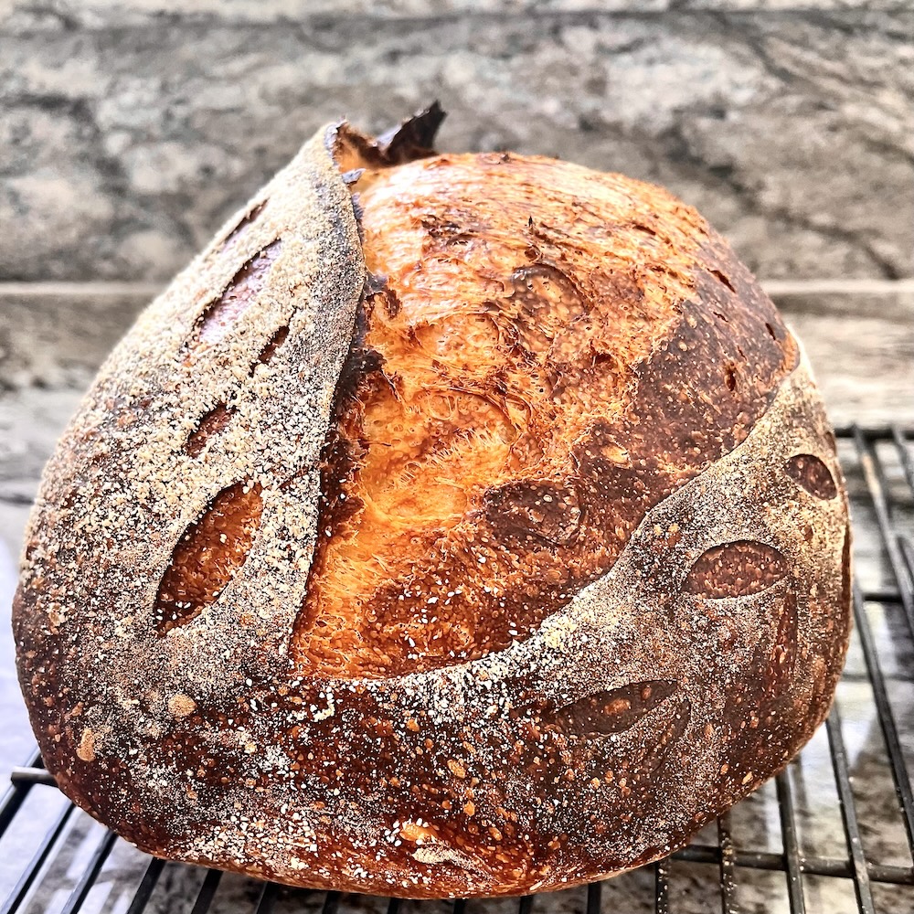 sourdough dough temperature matters all through the bread making process. pictured is a baked batard with a ruffled ear